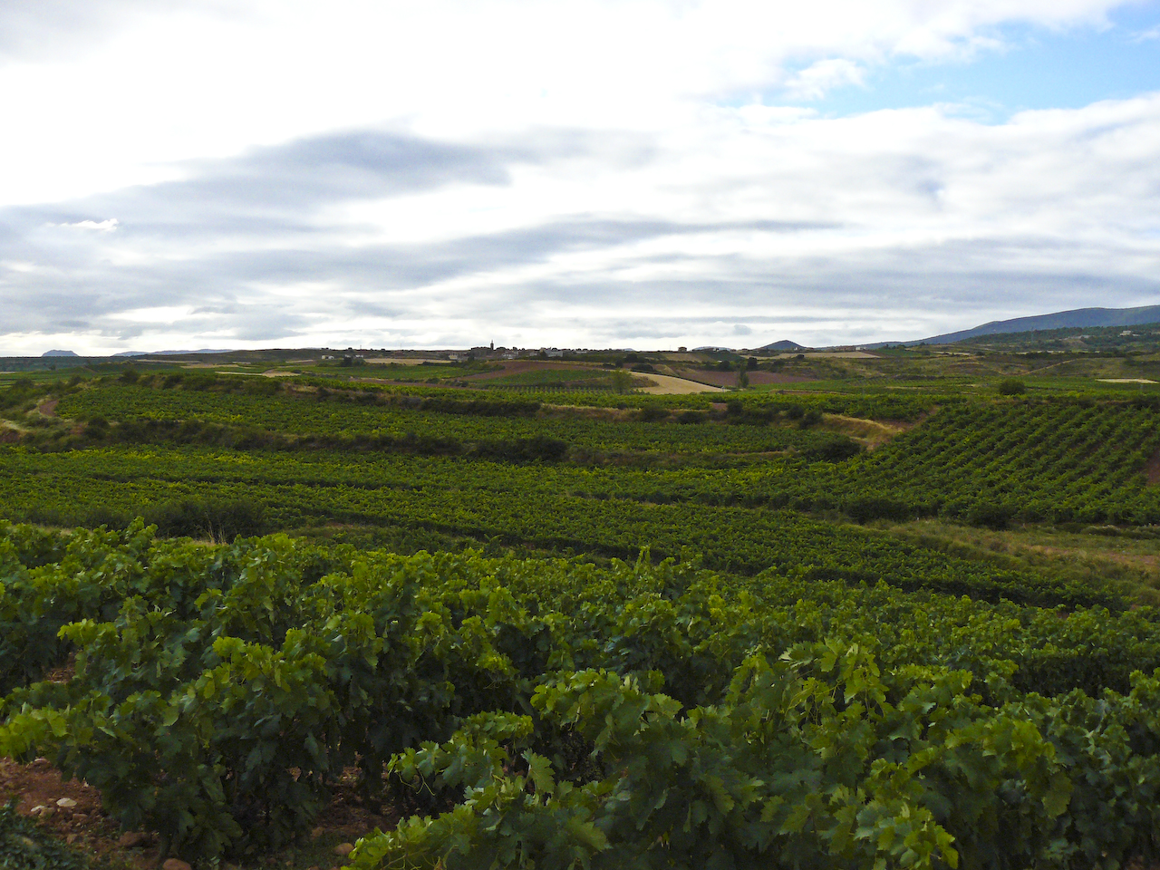 Stage 5: From Logroño To Santo Domingo De La Calzada 3 Landscape From Navarrete To Nájera On The French Way