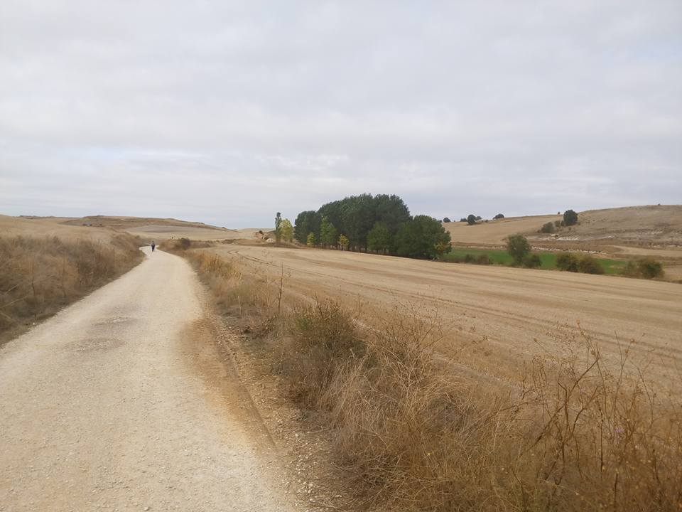 Stage 7: From Burgos To Carrión De Los Condes 4 The Open Meseta Track Between Rabé And Hornillos On Stage 7