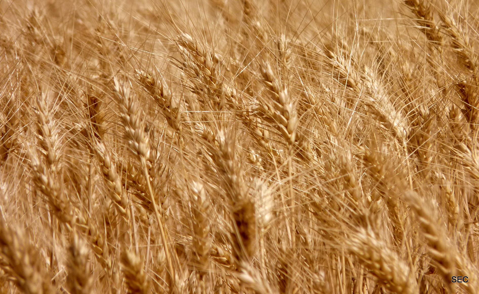 Stage 7: From Burgos To Carrión De Los Condes 11 Cereal Fields Of The Tierra De Campos On Stage 7 Of The Camino Francés