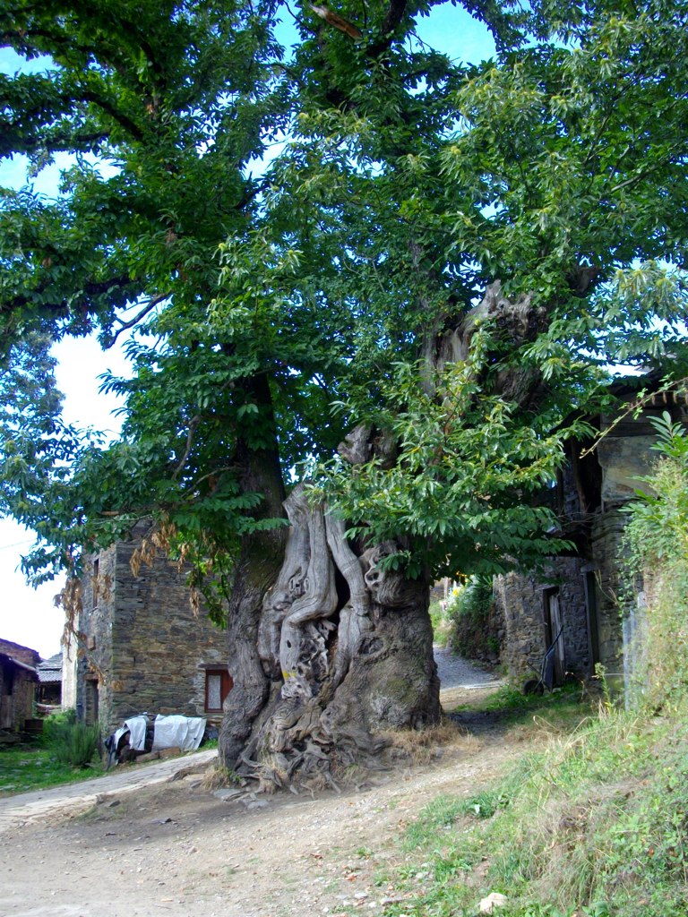 Stage 12: From O Cebreiro To Sarria 5 The 800-Year-Old Chestnut Tree At Ramil, Near Triacastela, Stage 12