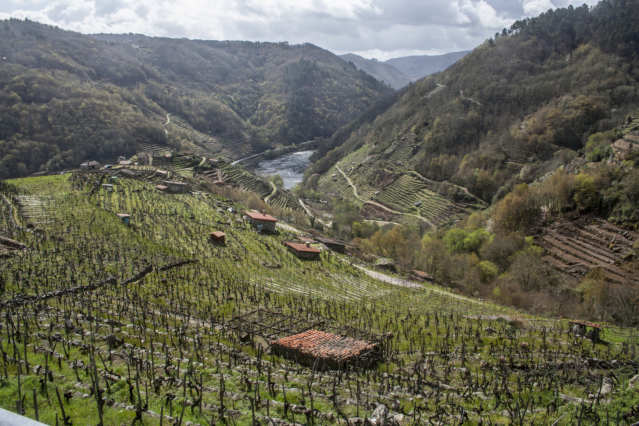 The Heroic Vineyards Of The Ribeira Sacra On Slopes Above 60 Degrees — Stage 13