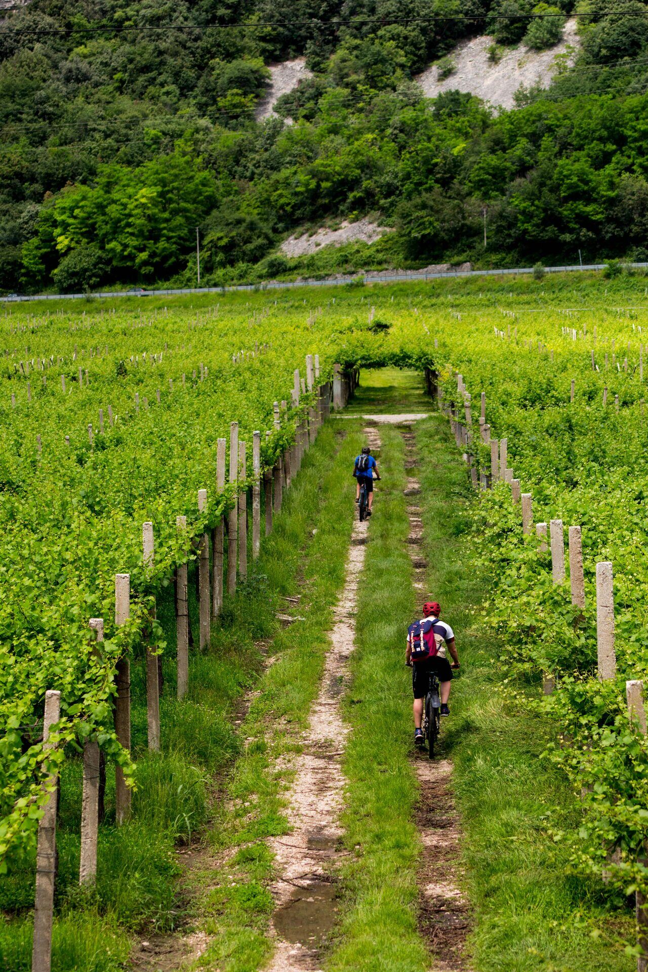 Two Cyclists Riding Mountain Bikes On A Green Singletrack Trail On The Camino De Santiago